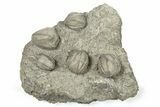 Plate of Blastoid (Pentremites) Fossils - Oklahoma #270097-1